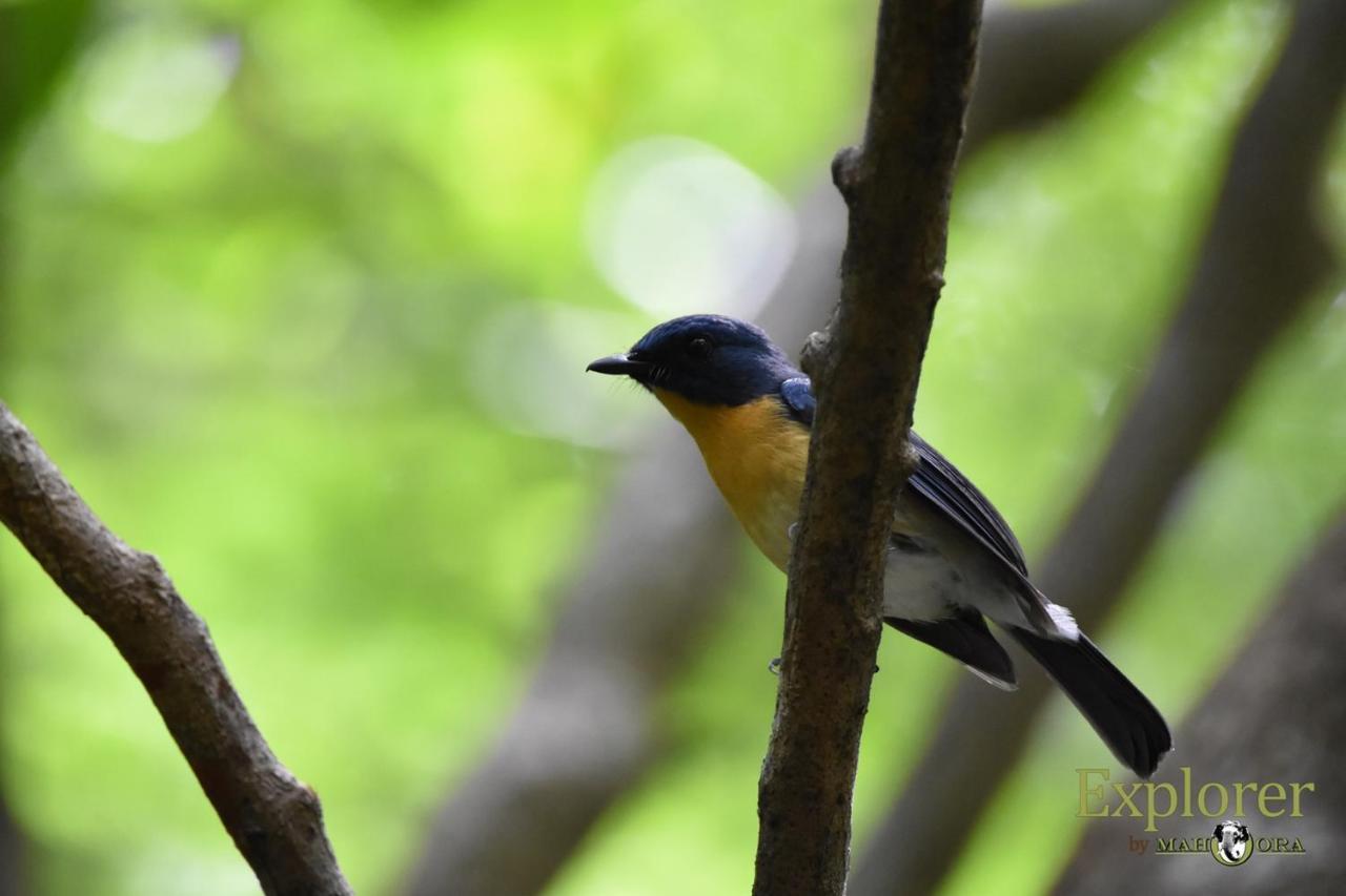 Explorer By Eco Team - Wasgamuwa National Park Dış mekan fotoğraf