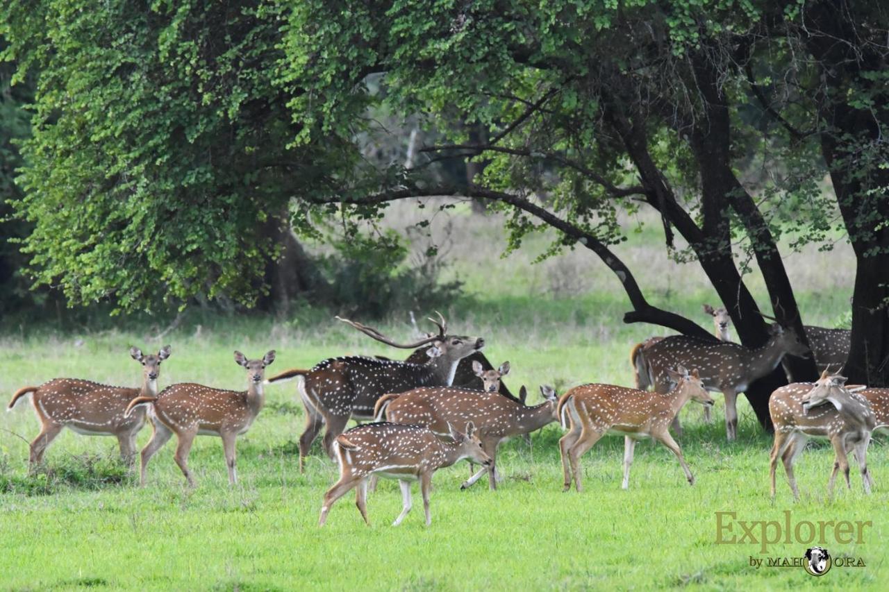 Explorer By Eco Team - Wasgamuwa National Park Dış mekan fotoğraf