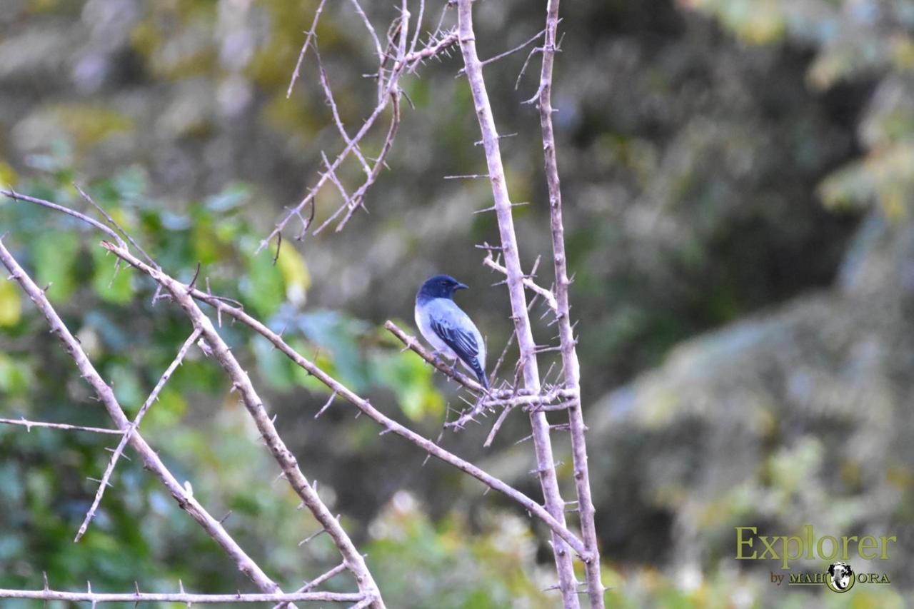 Explorer By Eco Team - Wasgamuwa National Park Dış mekan fotoğraf