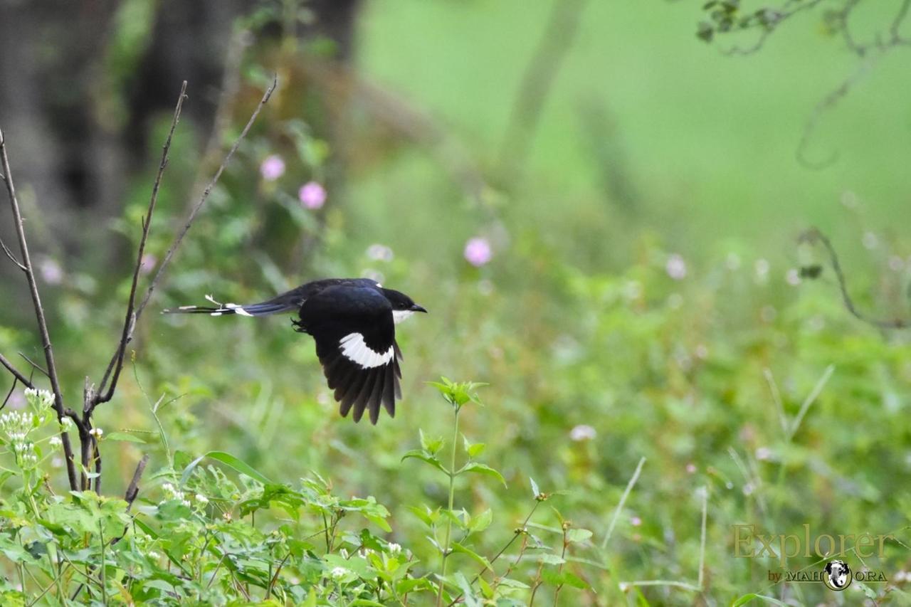 Explorer By Eco Team - Wasgamuwa National Park Dış mekan fotoğraf
