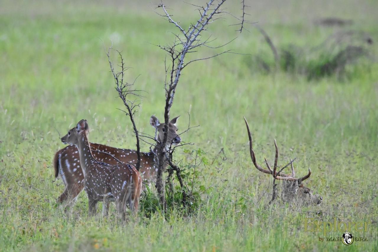 Explorer By Eco Team - Wasgamuwa National Park Dış mekan fotoğraf