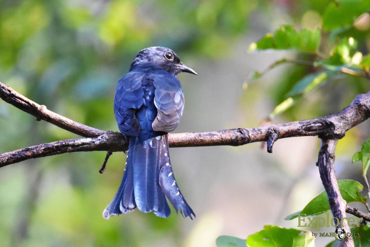 Explorer By Eco Team - Wasgamuwa National Park Dış mekan fotoğraf