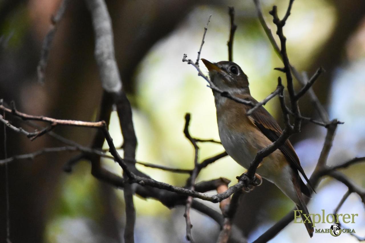 Explorer By Eco Team - Wasgamuwa National Park Dış mekan fotoğraf