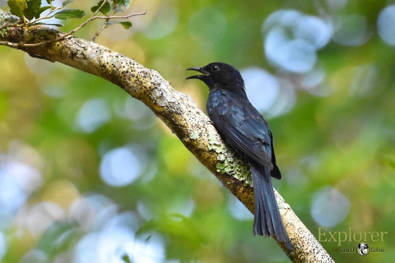 Explorer By Eco Team - Wasgamuwa National Park Dış mekan fotoğraf