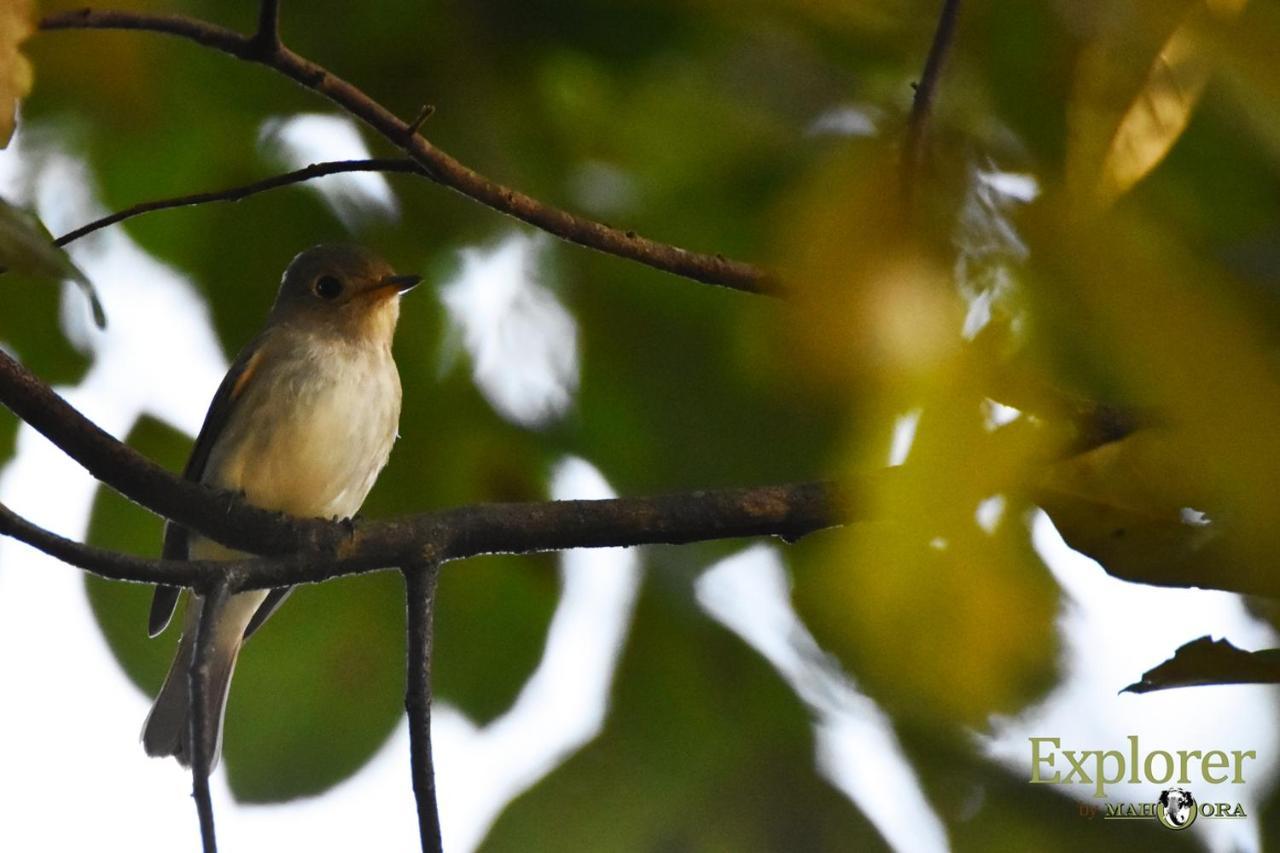 Explorer By Eco Team - Wasgamuwa National Park Dış mekan fotoğraf