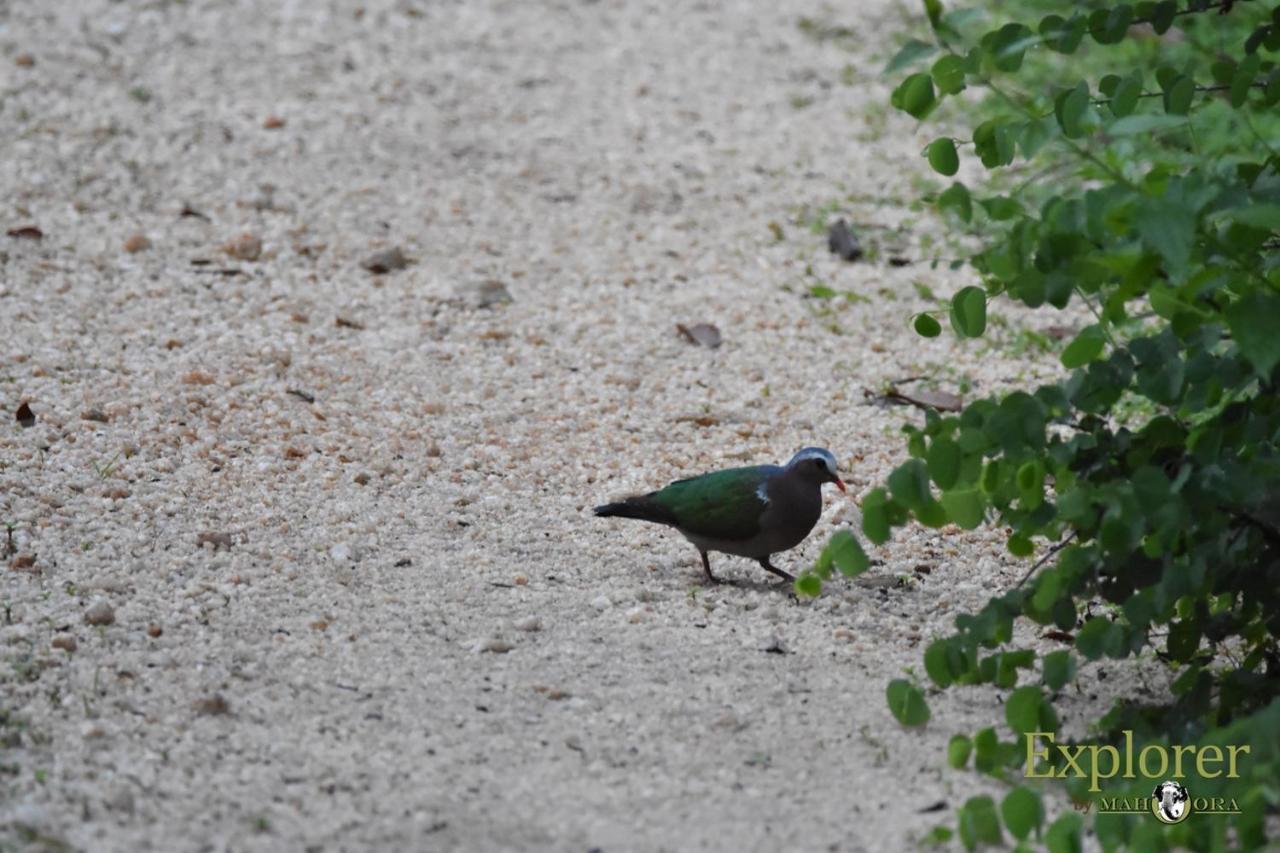 Explorer By Eco Team - Wasgamuwa National Park Dış mekan fotoğraf