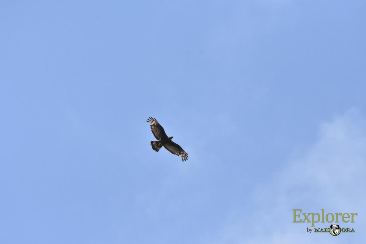 Explorer By Eco Team - Wasgamuwa National Park Dış mekan fotoğraf