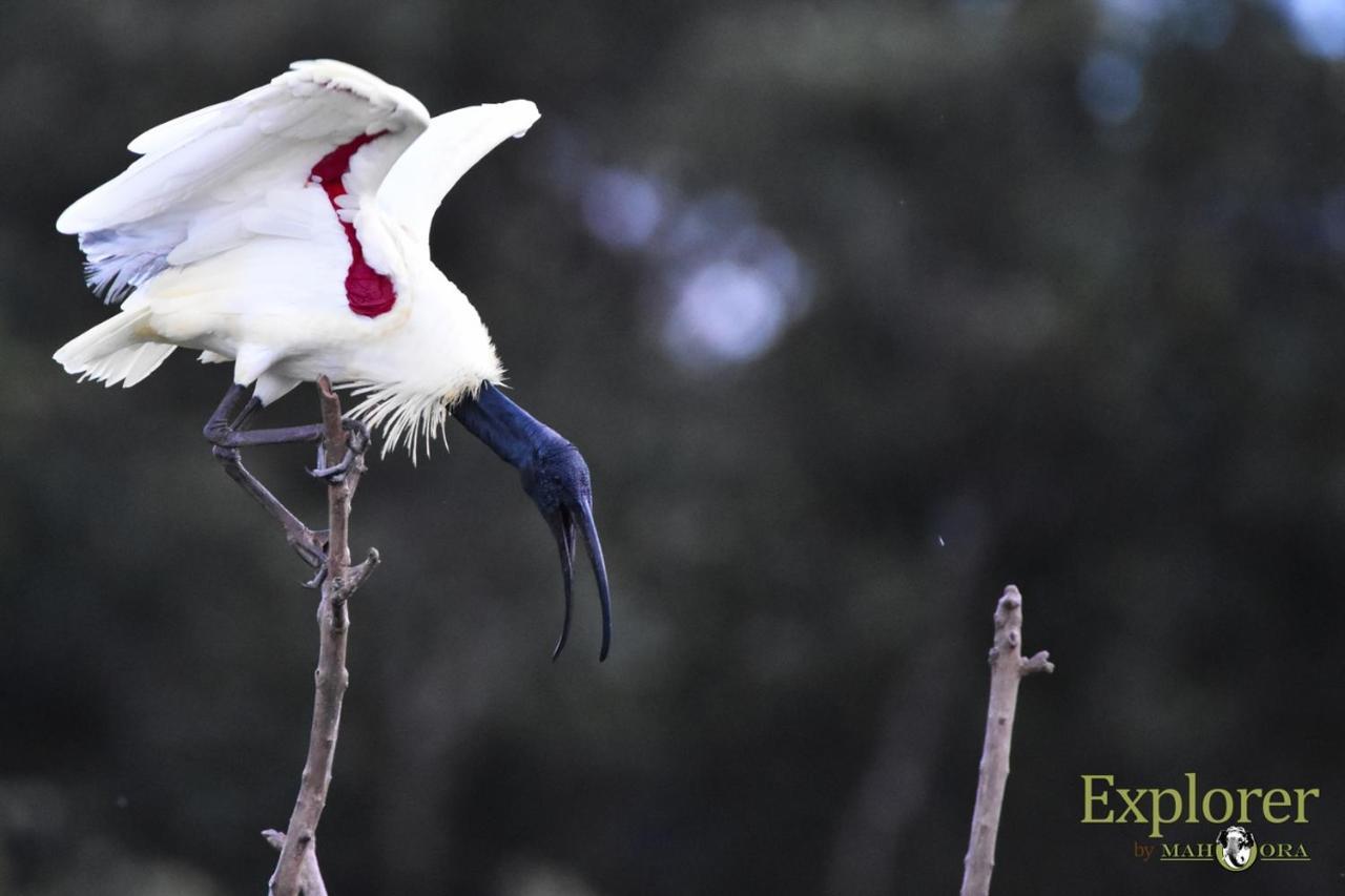 Explorer By Eco Team - Wasgamuwa National Park Dış mekan fotoğraf
