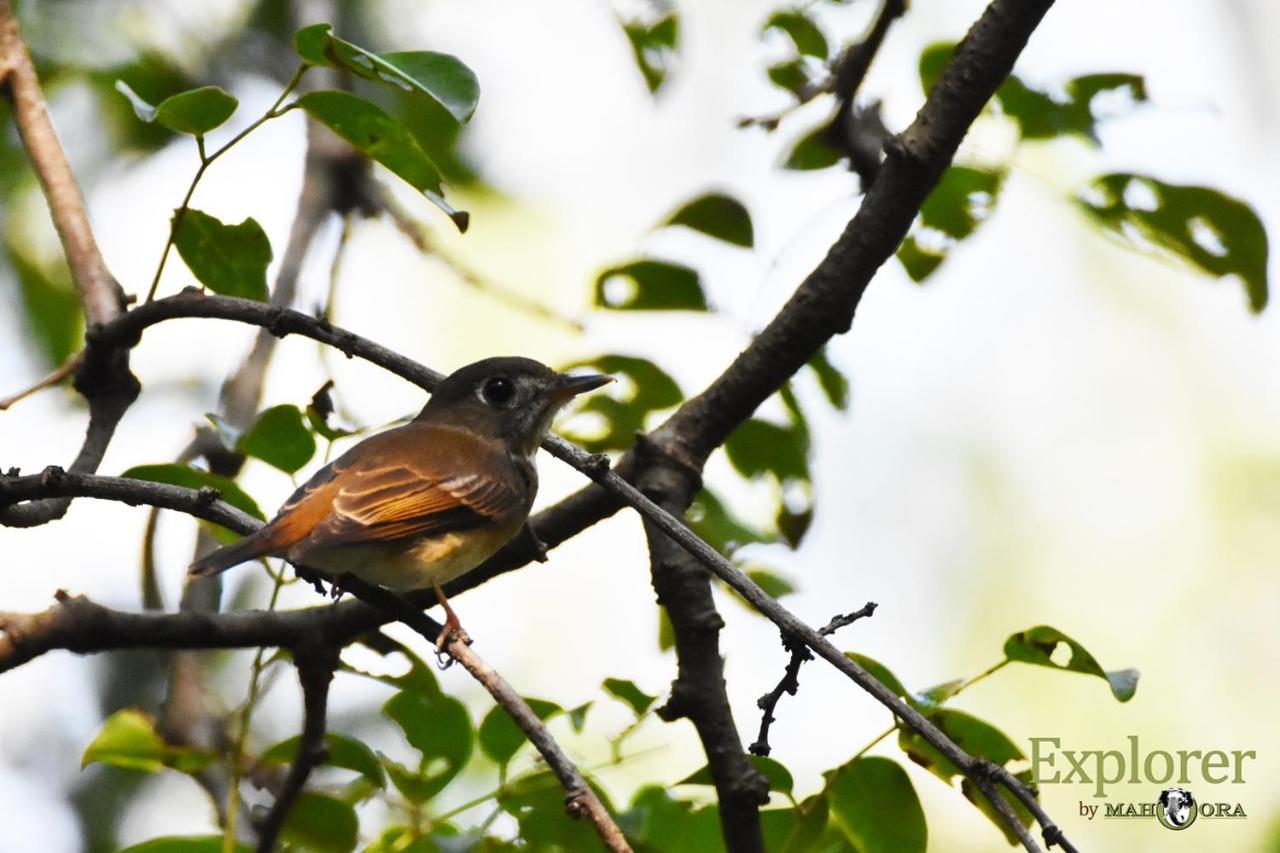 Explorer By Eco Team - Wasgamuwa National Park Dış mekan fotoğraf