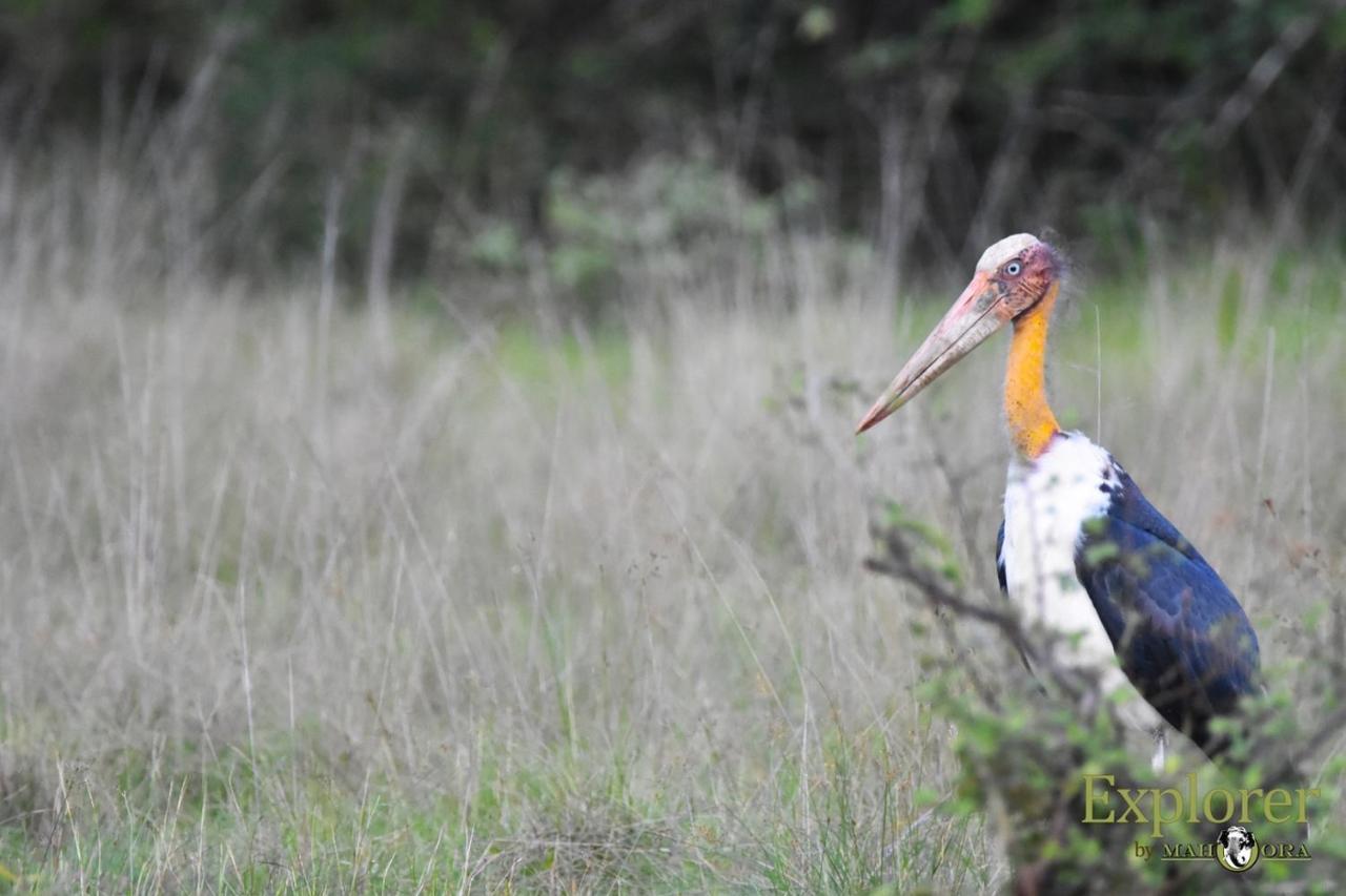 Explorer By Eco Team - Wasgamuwa National Park Dış mekan fotoğraf