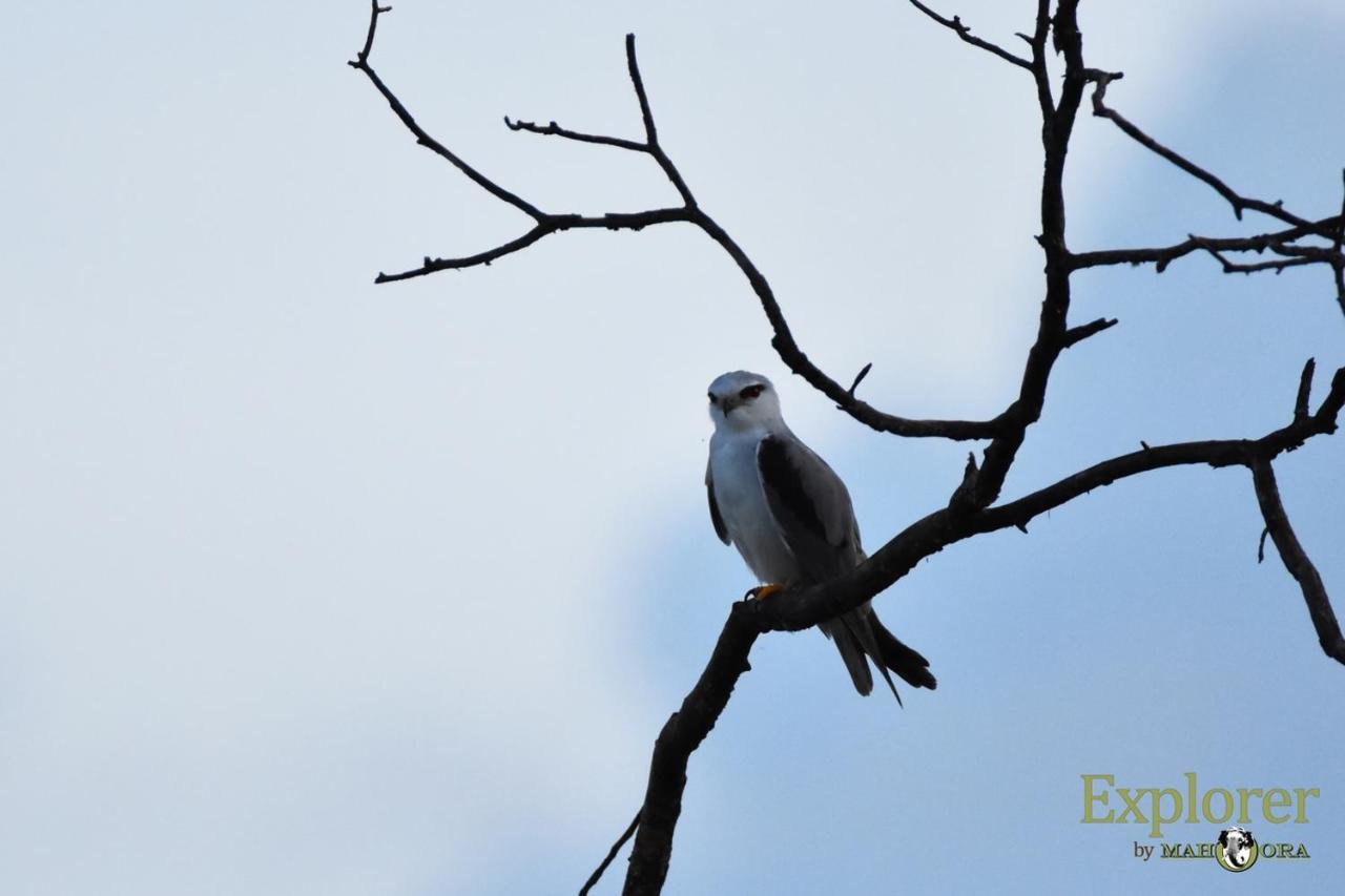 Explorer By Eco Team - Wasgamuwa National Park Dış mekan fotoğraf