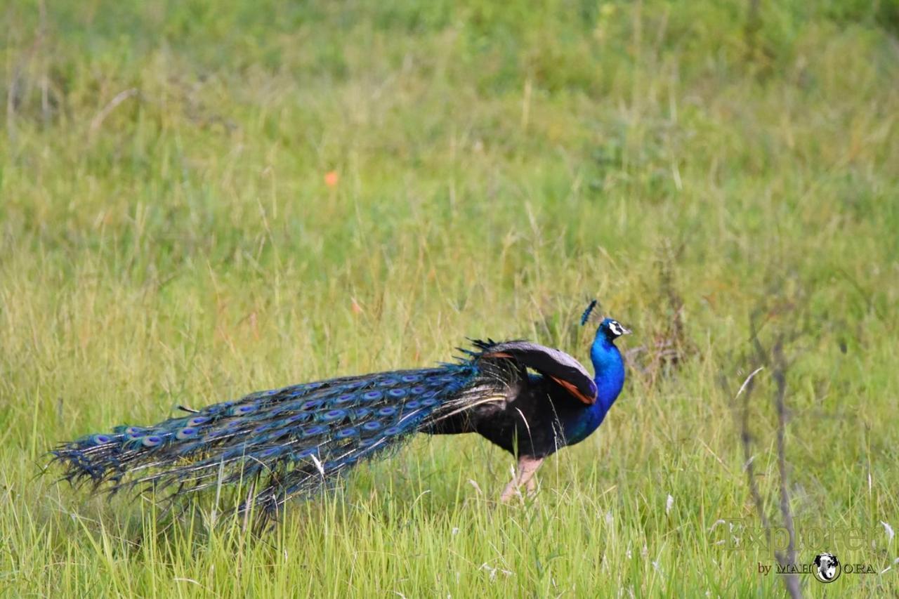 Explorer By Eco Team - Wasgamuwa National Park Dış mekan fotoğraf