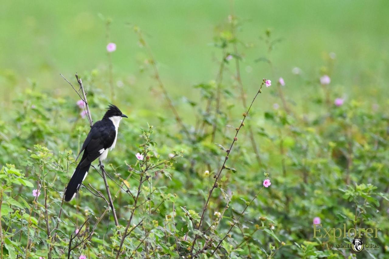 Explorer By Eco Team - Wasgamuwa National Park Dış mekan fotoğraf