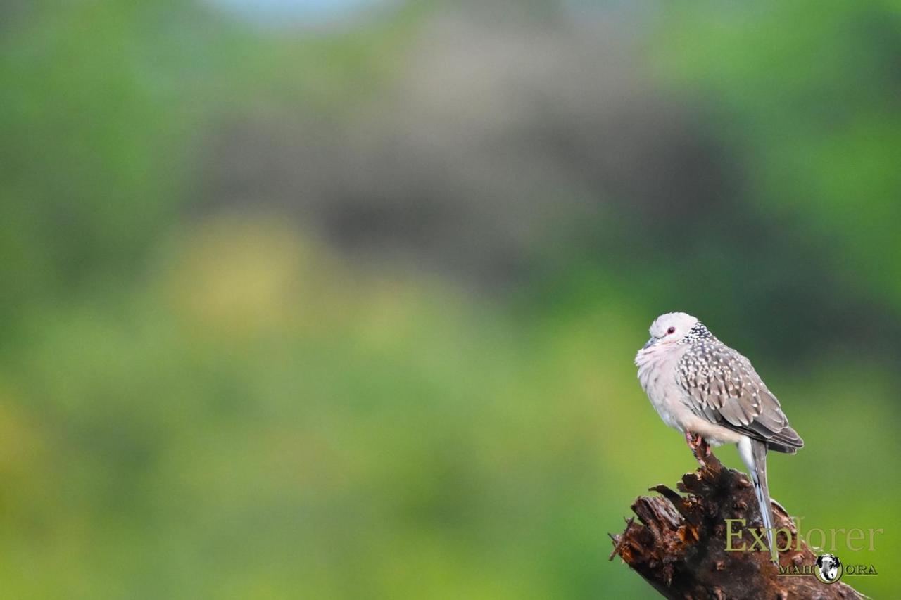 Explorer By Eco Team - Wasgamuwa National Park Dış mekan fotoğraf