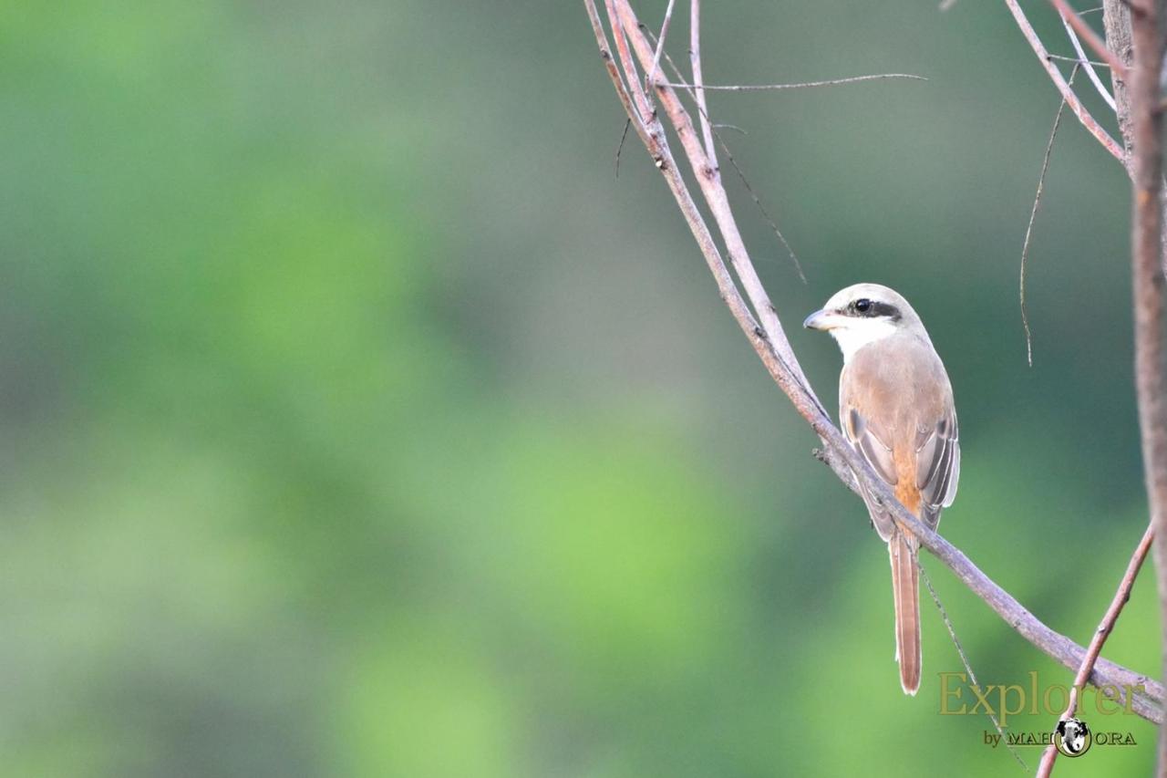 Explorer By Eco Team - Wasgamuwa National Park Dış mekan fotoğraf