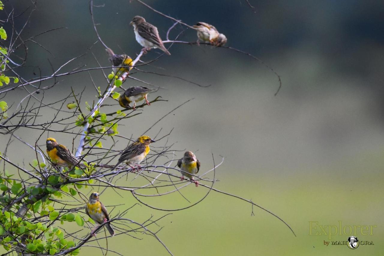 Explorer By Eco Team - Wasgamuwa National Park Dış mekan fotoğraf